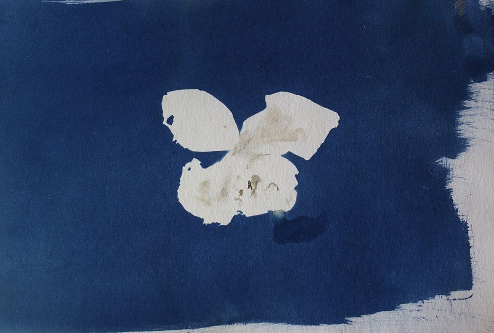 White Flower